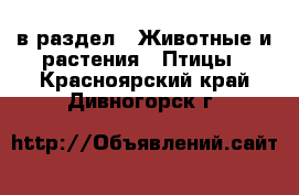  в раздел : Животные и растения » Птицы . Красноярский край,Дивногорск г.